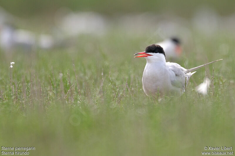 Sterne pierregarinadulte nuptial, identification