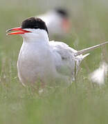 Common Tern