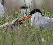 Common Tern