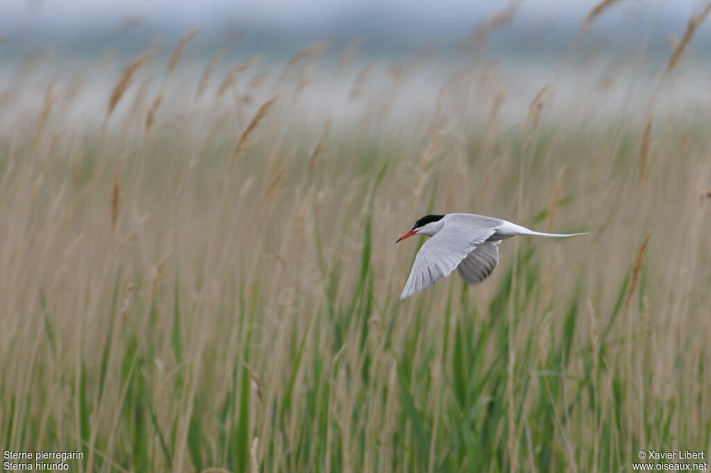 Common Ternadult breeding, Flight