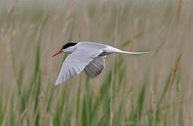 Common Tern