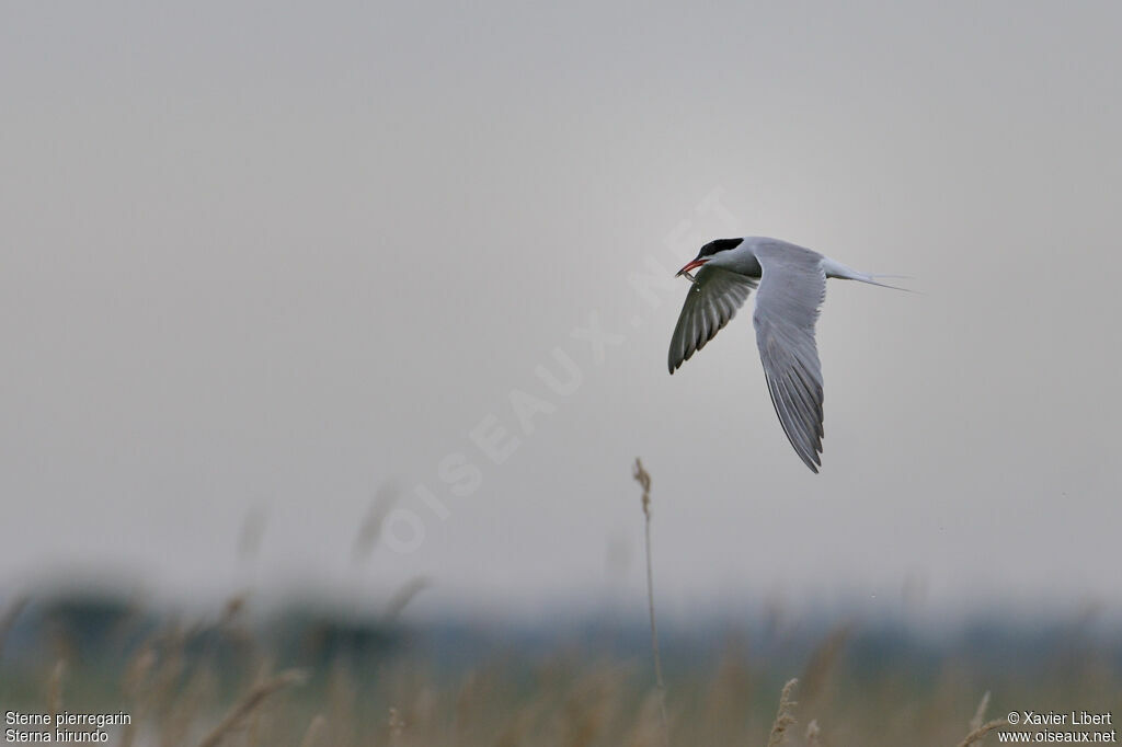 Common Ternadult breeding, identification, Flight, feeding habits