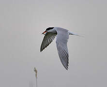 Common Tern