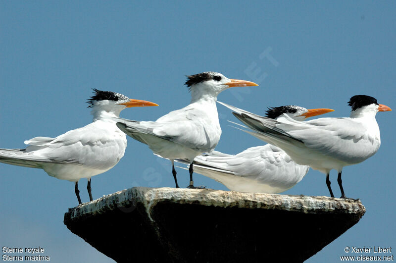 Royal Ternjuvenile, identification