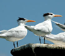 Royal Tern