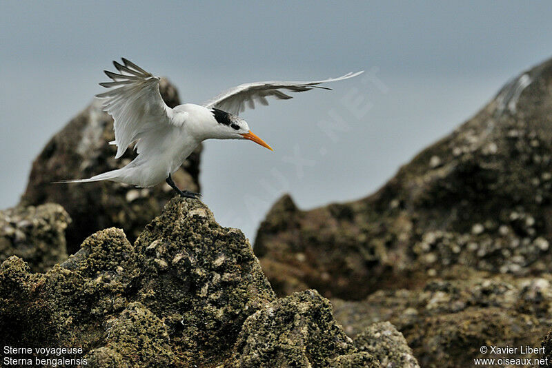 Lesser Crested Tern, identification