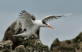 Lesser Crested Tern