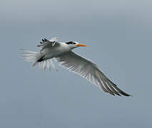 Lesser Crested Tern