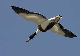 Common Shelduck