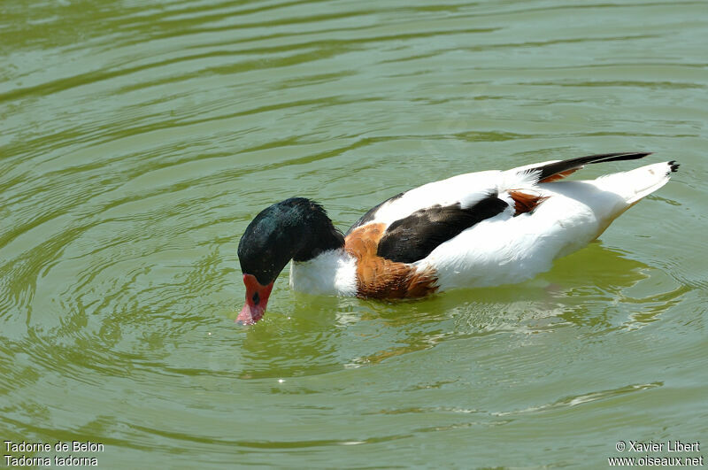 Tadorne de Belon femelle adulte, identification