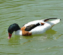 Common Shelduck