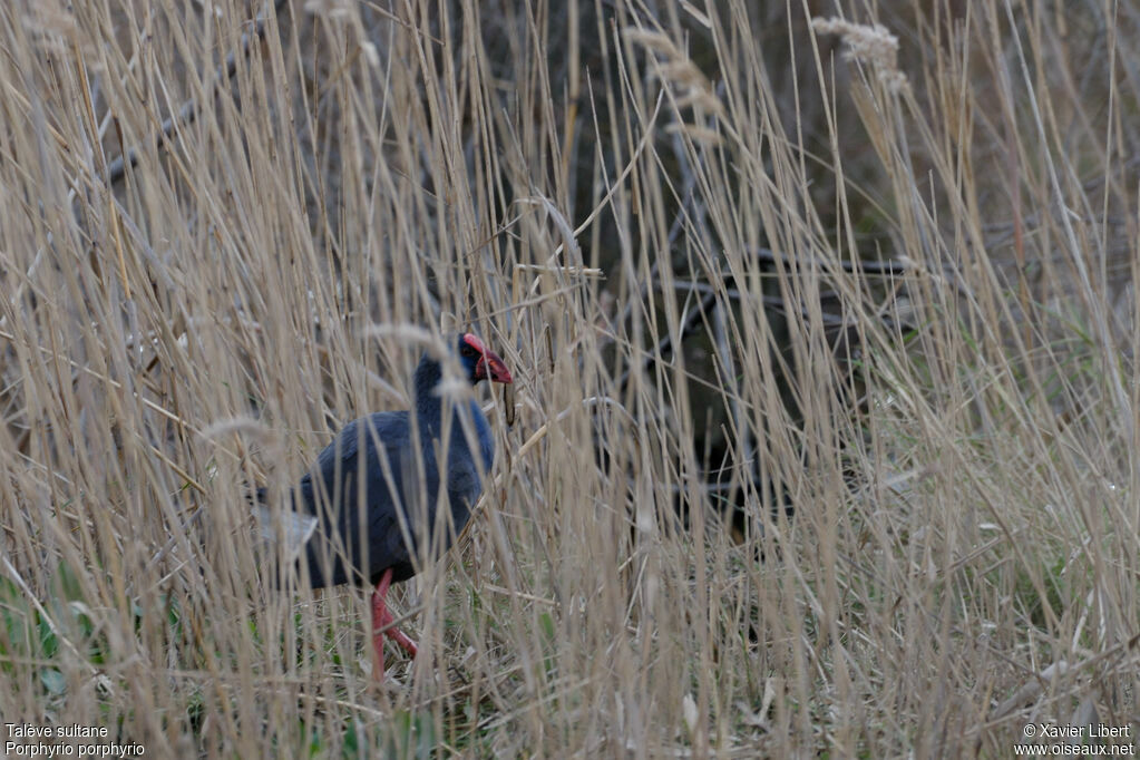 Talève sultaneadulte, identification