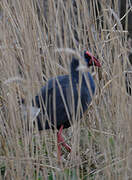 Western Swamphen