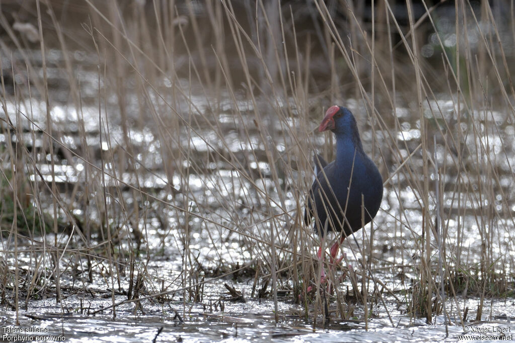 Western Swamphenadult, identification