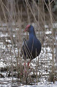 Western Swamphen