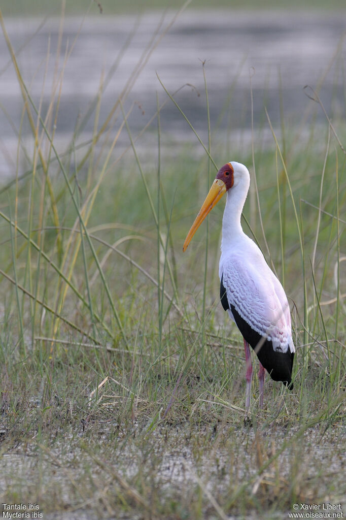 Yellow-billed Storkadult