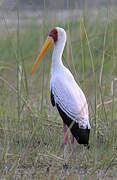 Yellow-billed Stork