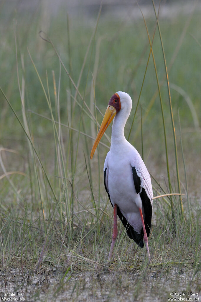 Yellow-billed Storkadult, identification