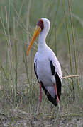 Yellow-billed Stork