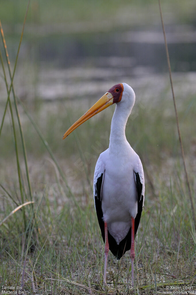 Yellow-billed Storkadult, identification