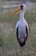 Yellow-billed Stork