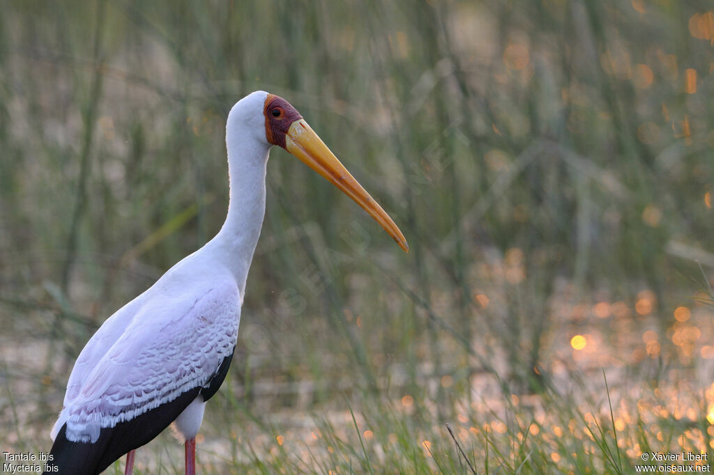 Yellow-billed Storkadult, identification