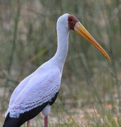 Yellow-billed Stork