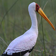 Yellow-billed Stork