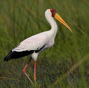 Yellow-billed Stork