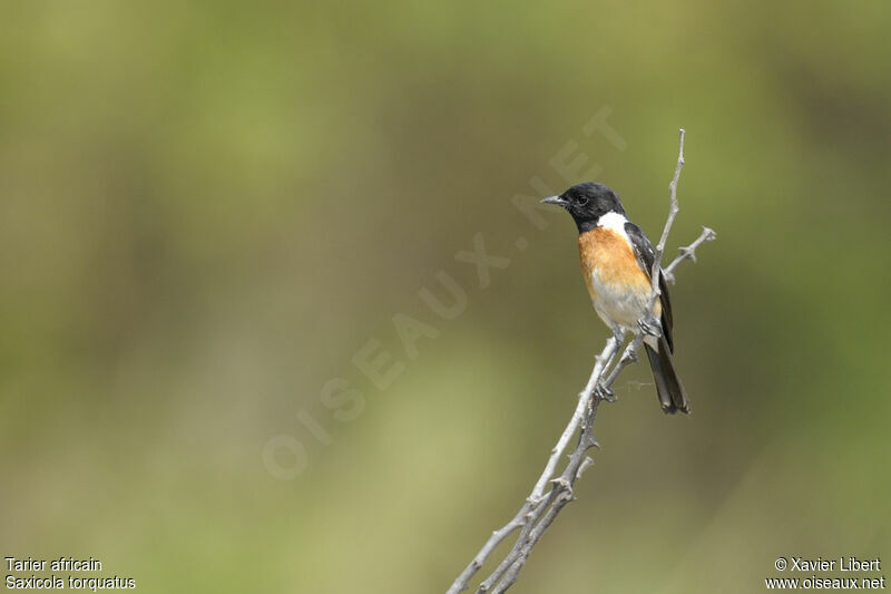 African Stonechat male adult, identification