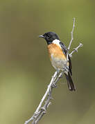 African Stonechat