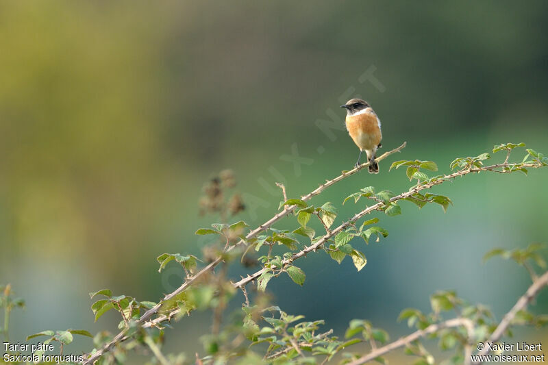 European Stonechat female adult, identification