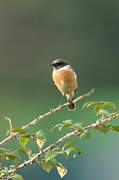 European Stonechat