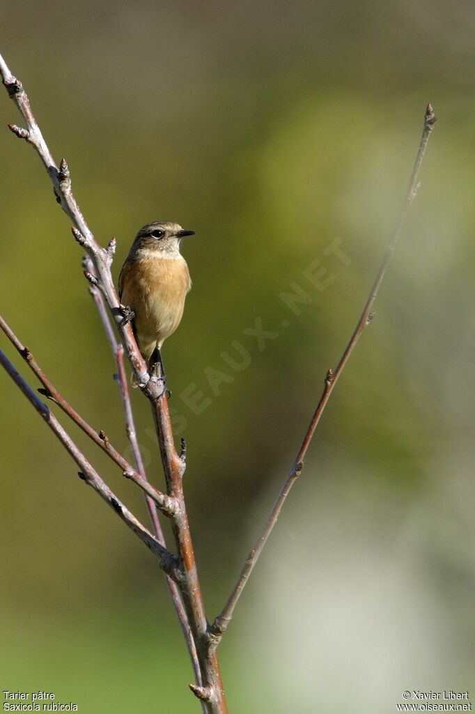 European Stonechat female adult, identification