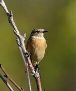 European Stonechat