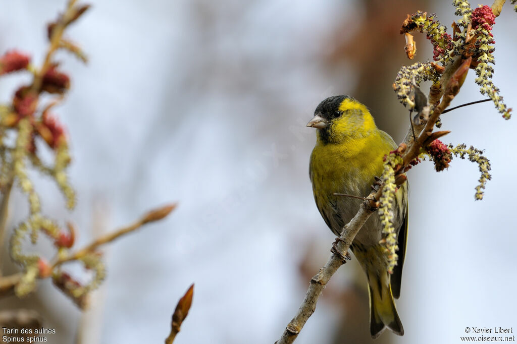 Eurasian Siskin male adult post breeding, identification