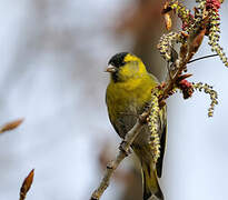 Eurasian Siskin