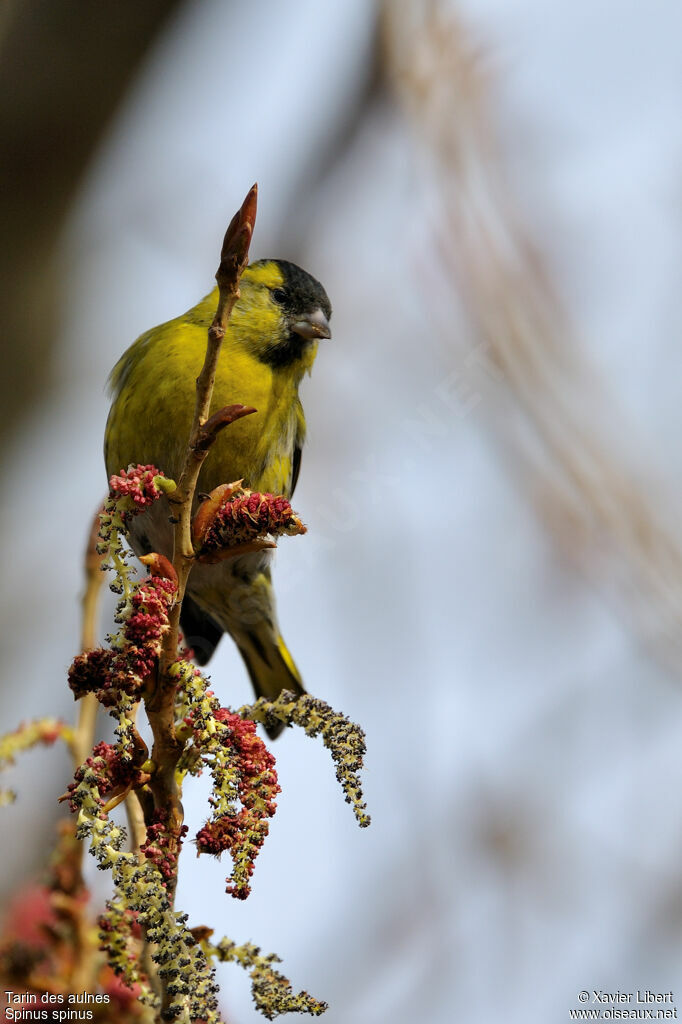 Eurasian Siskin male adult post breeding, identification, feeding habits