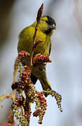 Eurasian Siskin