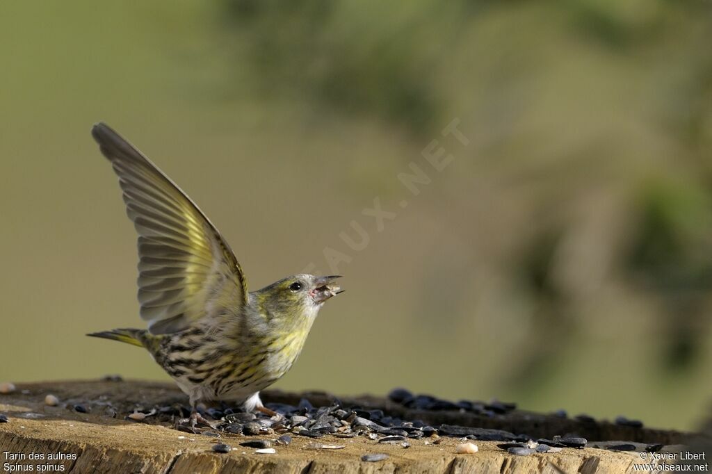 Eurasian Siskin female adult, identification