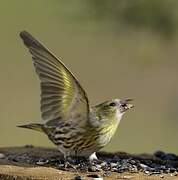 Eurasian Siskin