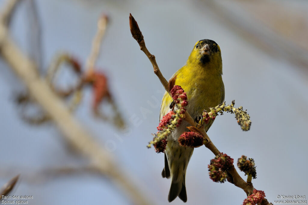 Eurasian Siskin male adult post breeding, identification