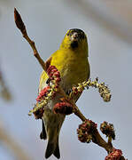 Eurasian Siskin