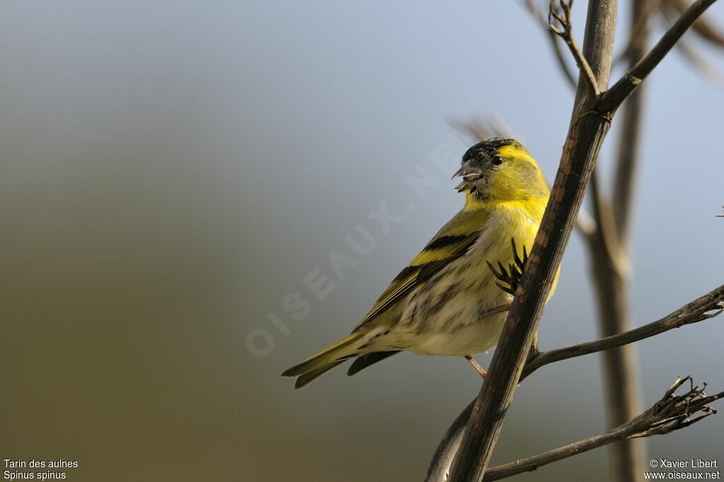 Eurasian Siskin male adult, identification