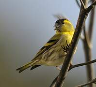 Eurasian Siskin