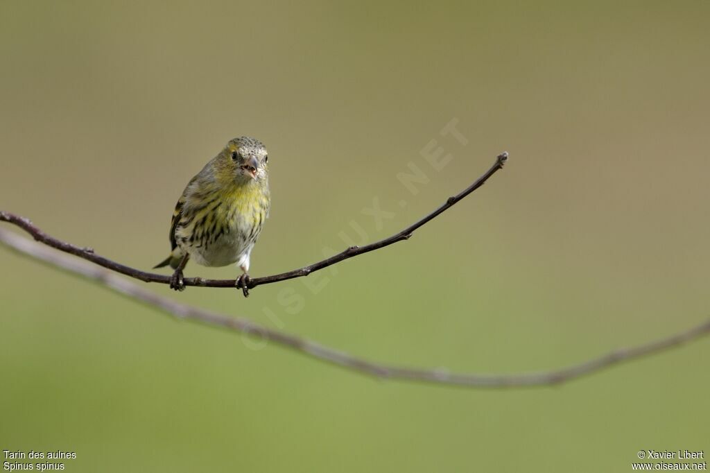 Tarin des aulnes femelle adulte, identification