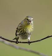 Eurasian Siskin