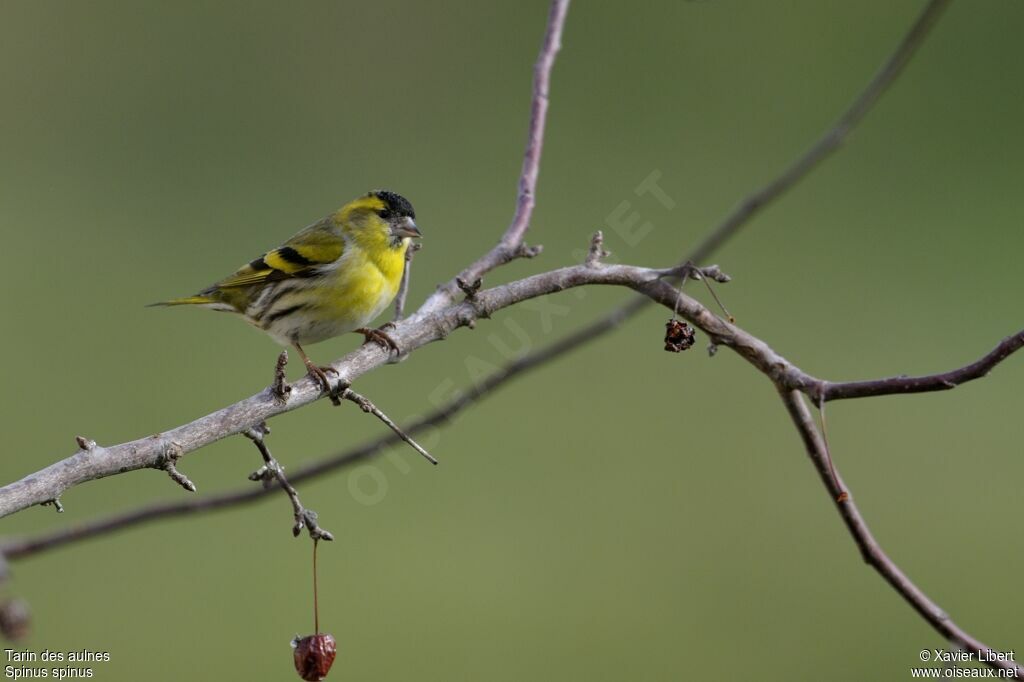 Eurasian Siskin male adult, identification