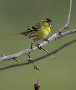 Eurasian Siskin