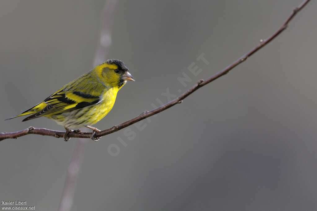 Eurasian Siskin male adult breeding, pigmentation